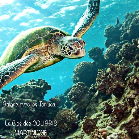 Lodge Pamplemousse Avec Piscine Privative , Dans Parc Calme A 500 M Plage لو كاربيت المظهر الخارجي الصورة