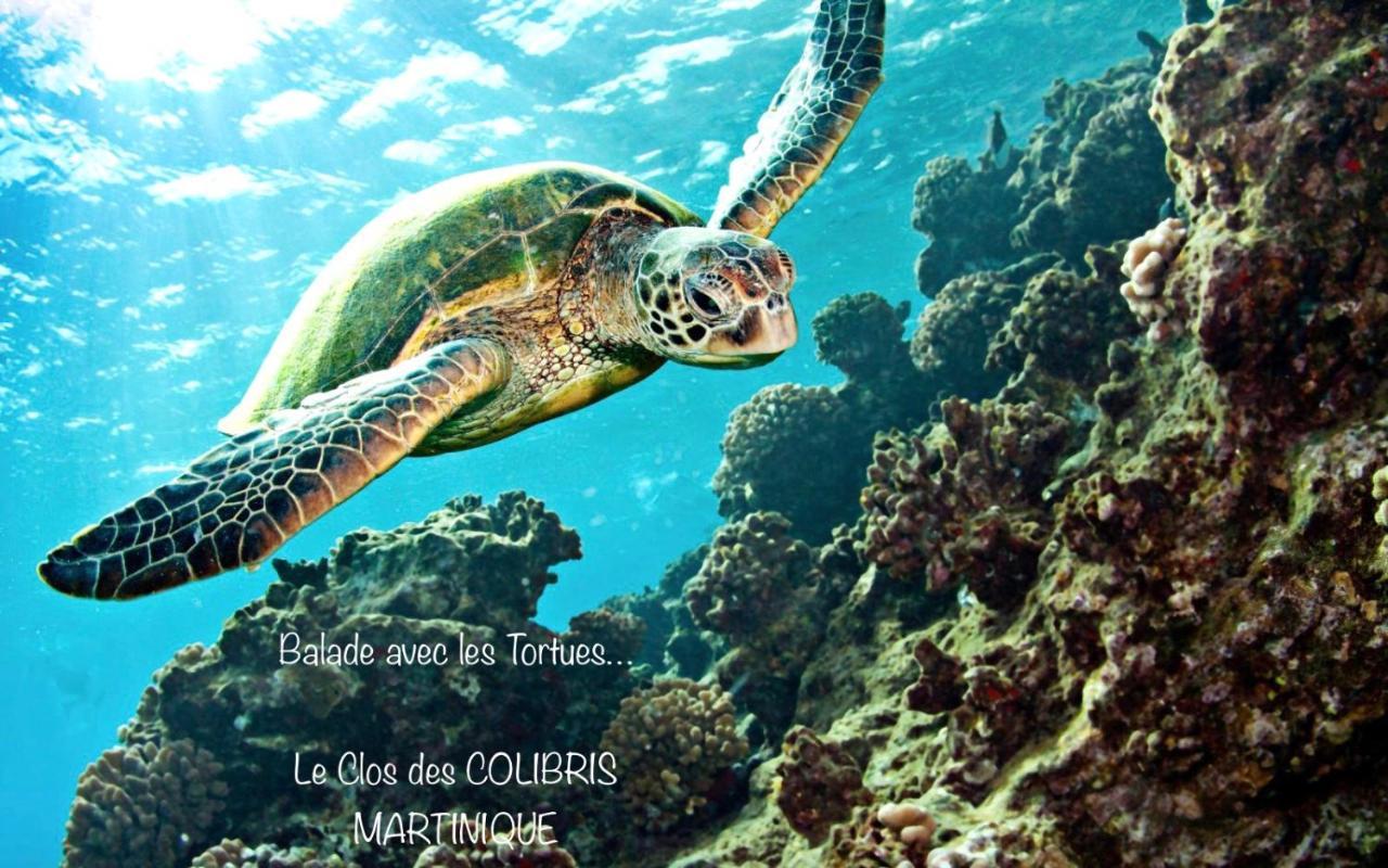 Lodge Pamplemousse Avec Piscine Privative , Dans Parc Calme A 500 M Plage لو كاربيت المظهر الخارجي الصورة